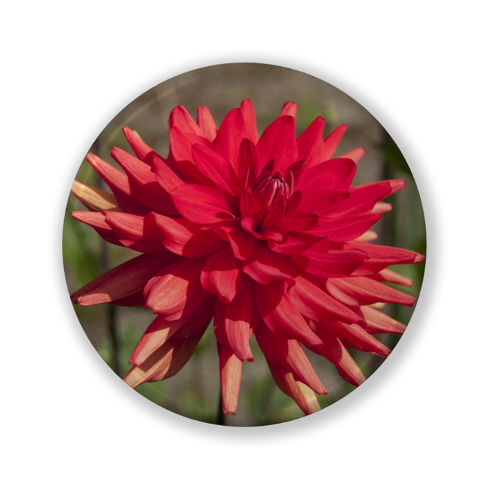 缶バッジ（バリュー） - 32mm