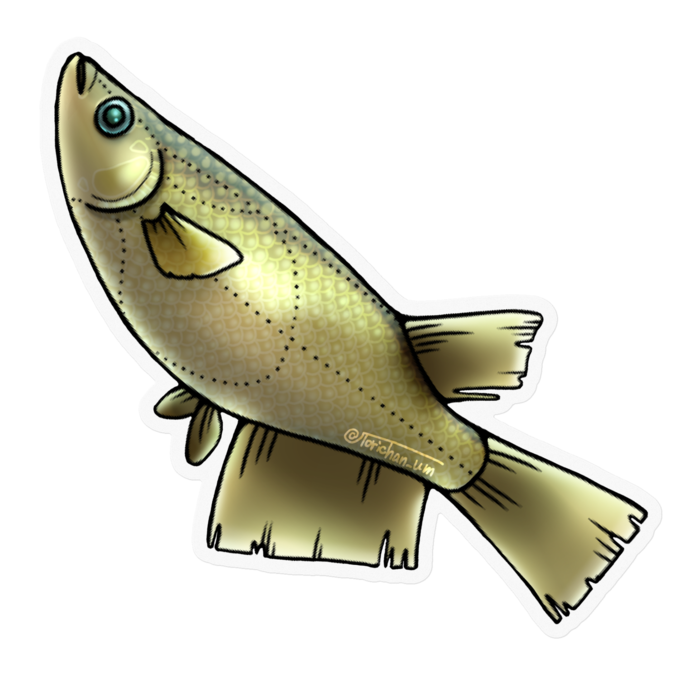 クロメダカ　ー　クリア／100 x 100㍉