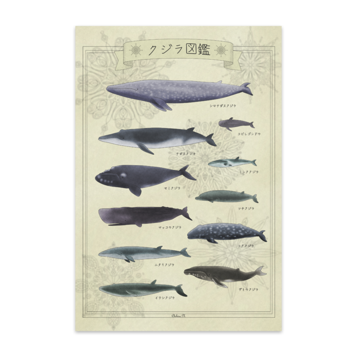 クジラ図鑑-日本語表記(10枚セット) - マットコート220kg
