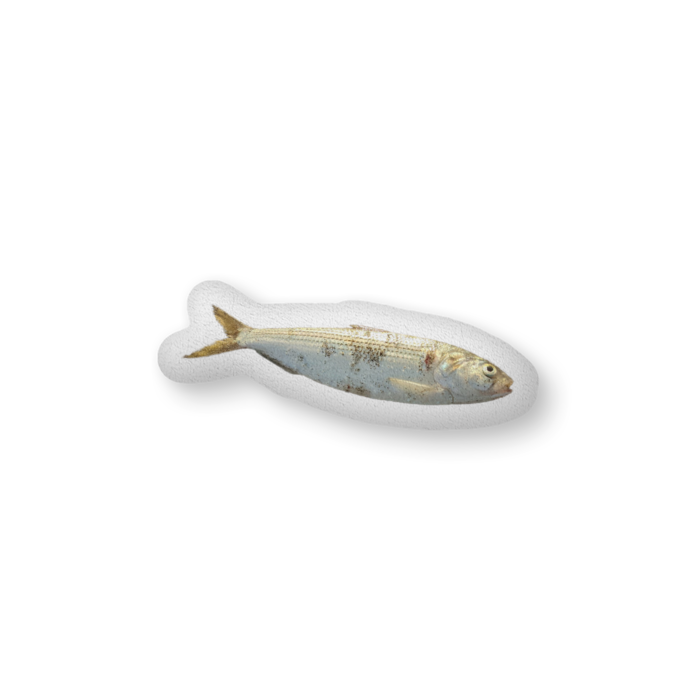 ふかふかクッション - 中（H36×W56cm） - 両面