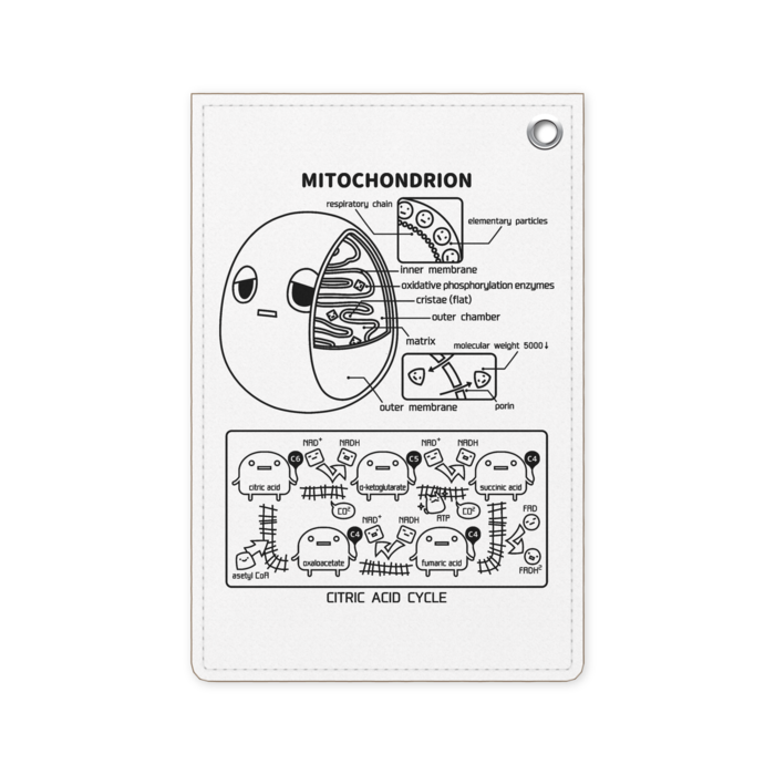 パスケース - 70 x 105 (mm)