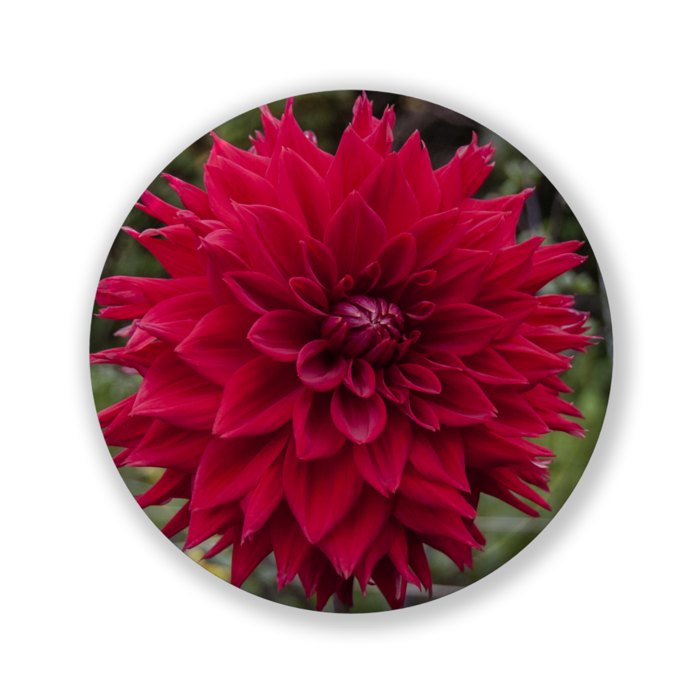 缶バッジ（バリュー） - 32mm