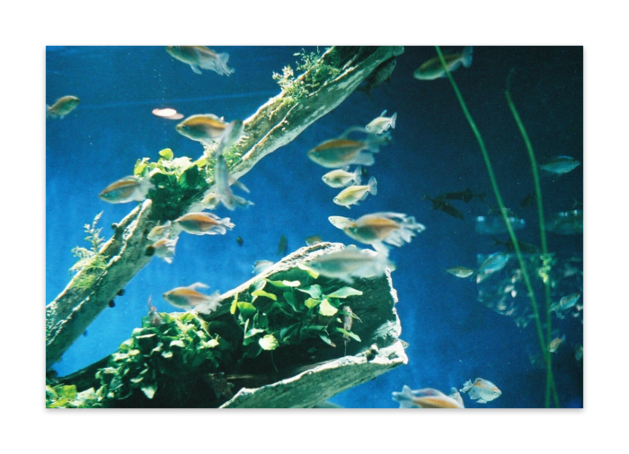 ポストカード(10枚セット) - ヴァンヌーボVGスノーホワイト195kg