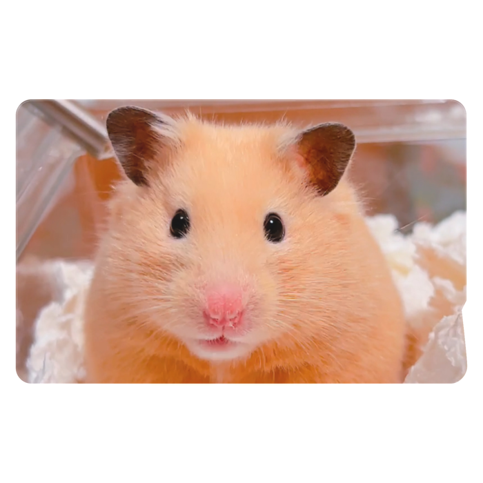 ICカードステッカー - 約85.7x53.9(mm)