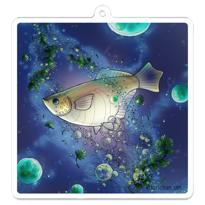 青　ー　 70 x 70㍉／コーティングなし