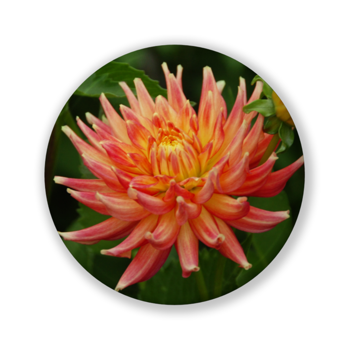 缶バッジ（バリュー） - 32mm