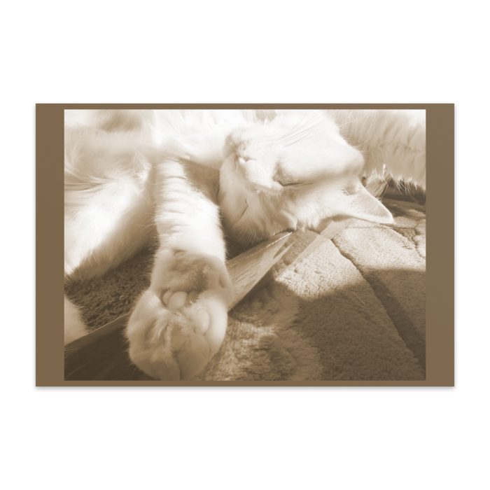 ポストカード(10枚セット) - 竹はだGA180kg