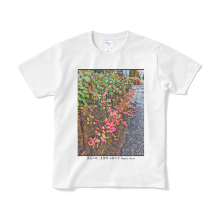 黄金の華 朱鷺茜 小判の木 Breynia nivosa Tシャツ - S - ホワイト