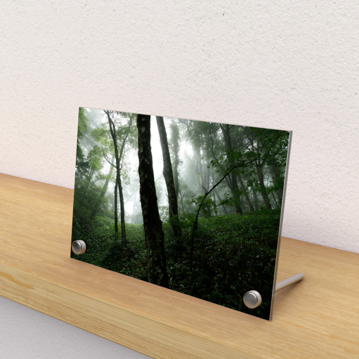 霧の立ち込むブナの森