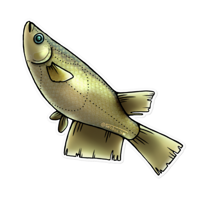 クロメダカ　ー　ホワイト／160 x 160㍉