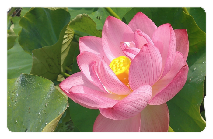 ICカードステッカー - 約85.7x53.9(mm)