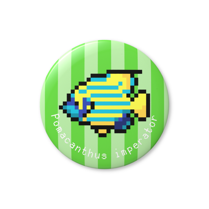 タテジマキンチャクダイ