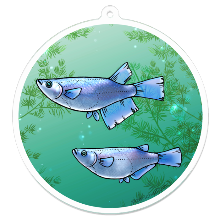 幹之　ー　70 x 70㍉／コーティングなし