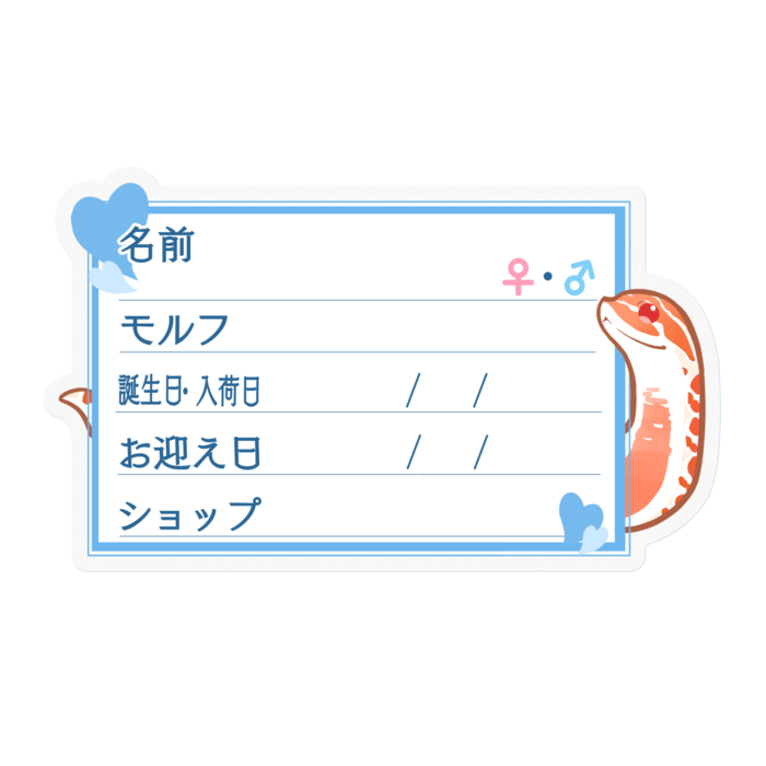 【🐍お名前ステッカー】シシバナ(エクストリームレッドアルビノ) ‐ハート/ブルー