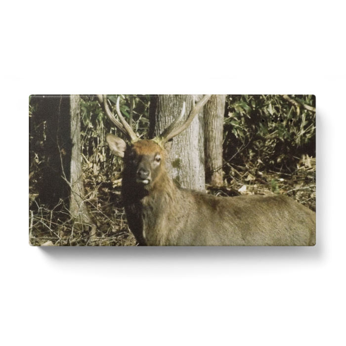 エゾシカ モバイルバッテリー 123 X 65 Mm Tentation21 Booth エゾシカ モバイルバッテリー 123 X 65 Mm Tentation21 Booth