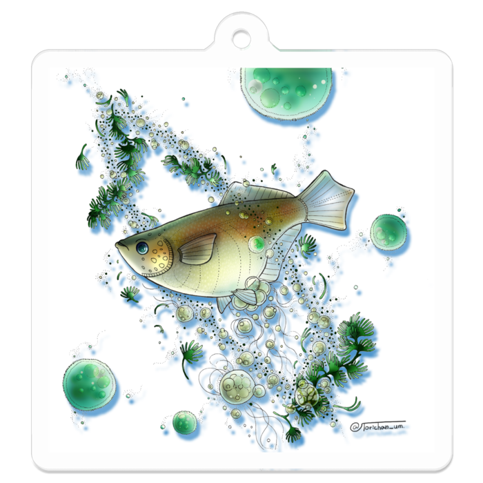 白　ー　50 x 50㍉／コーティングあり