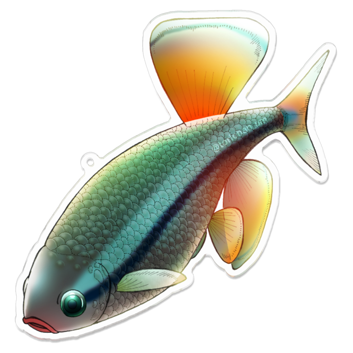 アカヒレ　ー　100 x 100㍉ ／コーティングあり