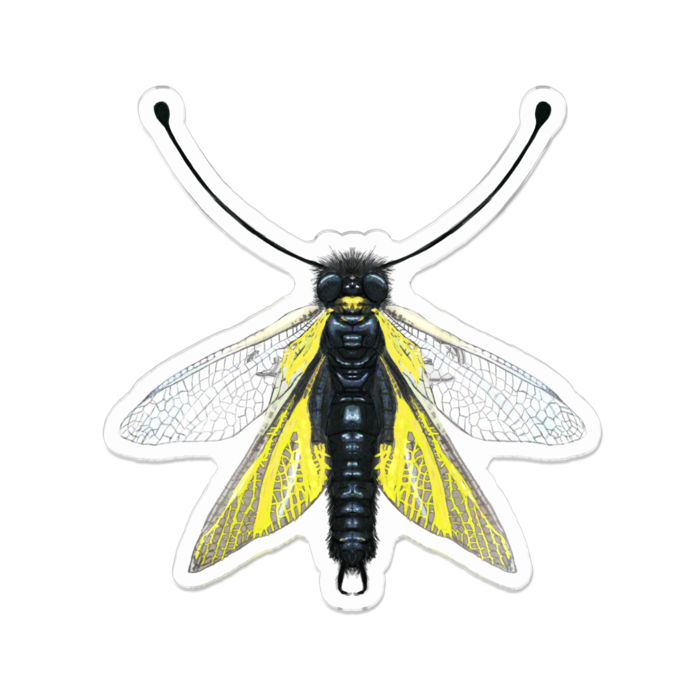 アクリルバッジ - 70 x 70 (mm)