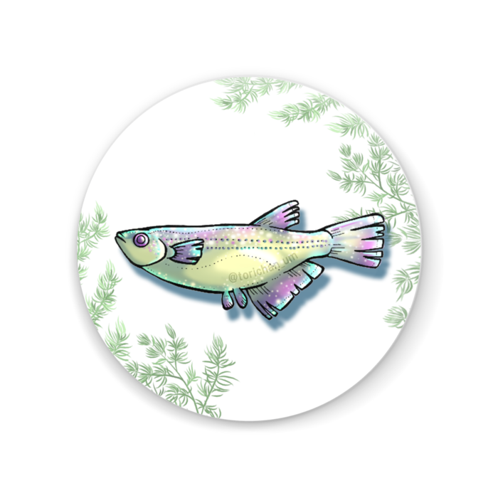 めだか(ピンク) 56mm