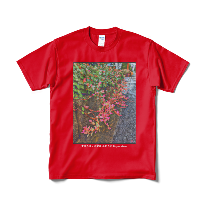 黄金の華 朱鷺茜 小判の木 Breynia nivosa Tシャツ - M - レッド