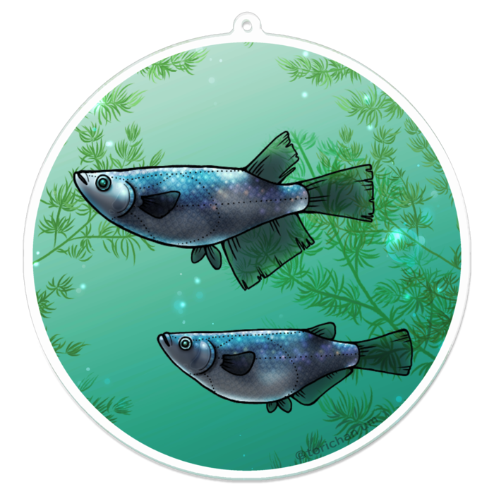 夜桜　ー　100 x 100㍉／コーティングなし