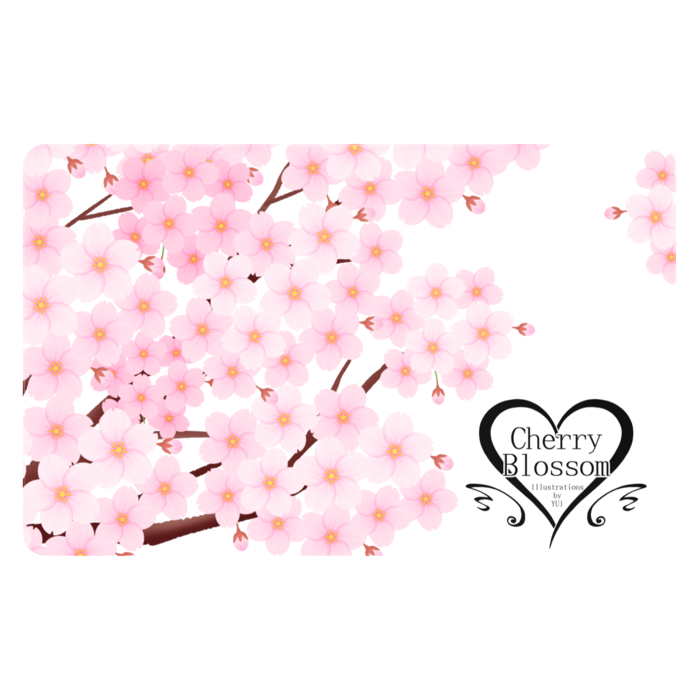 桜（白）