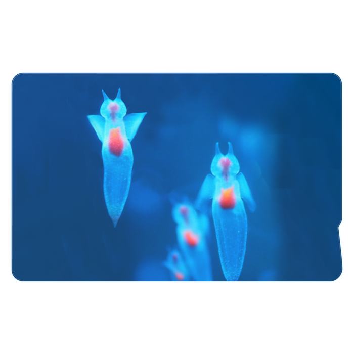 ICカードステッカー - 約85.7x53.9(mm)