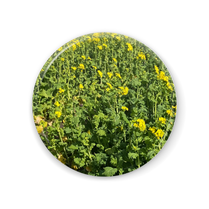 缶ミラー - 56mm