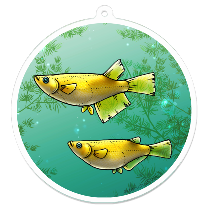 ヒカリ　ー　70 x 70㍉／コーティングなし