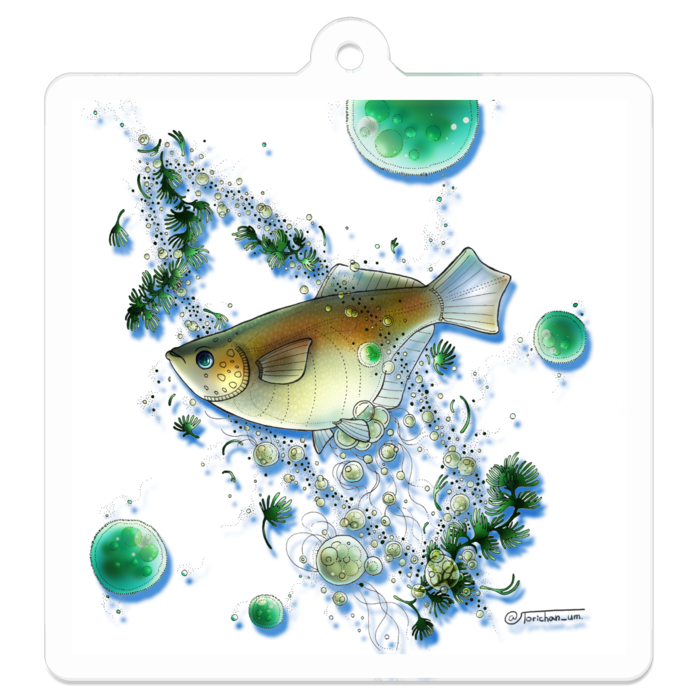 白　ー　 50 x 50㍉／コーティングなし