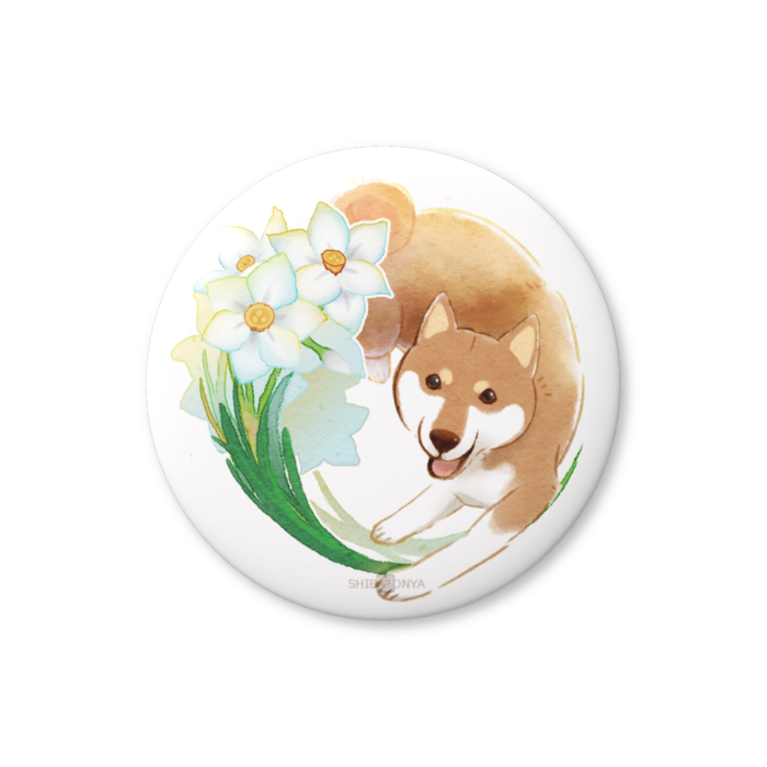 柴犬さんと花便り缶ﾊﾞｯﾁ -水仙・如月(2月)-