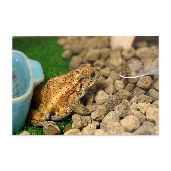 ポストカード(10枚セット) - ヴァンヌーボVGスノーホワイト195kg