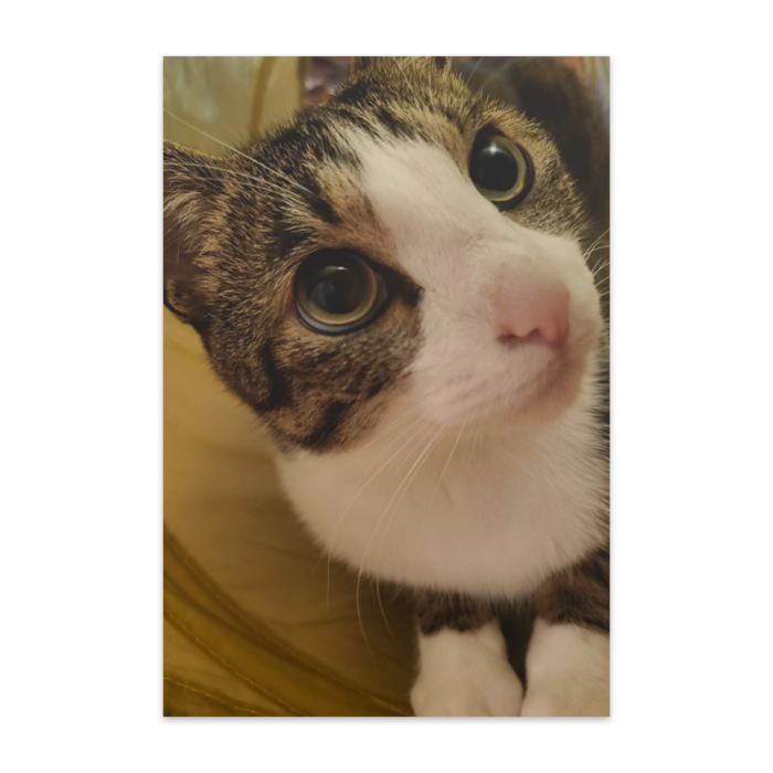 ポストカード(10枚セット) - 竹はだGA180kg