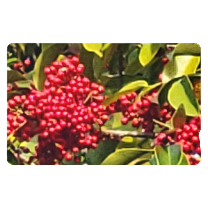 ICカードステッカー - 約85.7x53.9(mm)