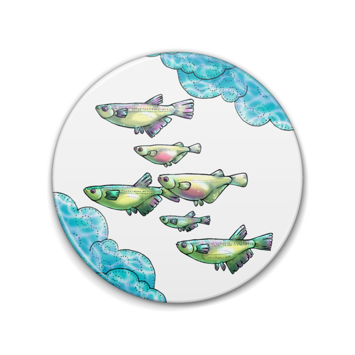 めだか(群) 76mm