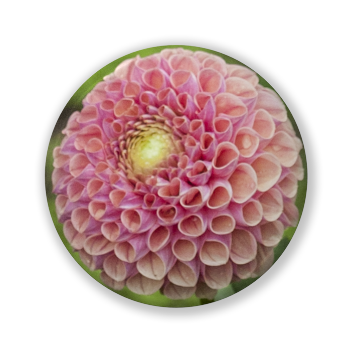 缶バッジ（バリュー） - 32mm