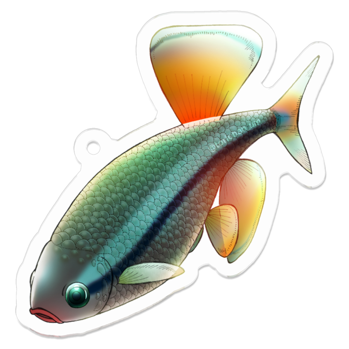 アカヒレ　ー　50 x 50㍉ ／コーティングあり