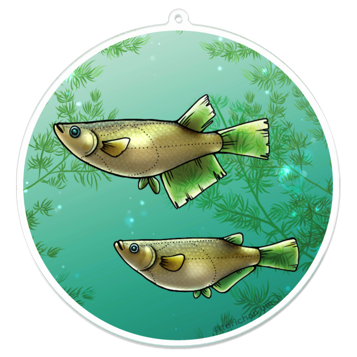 クロメダカ　ー　100 x 100㍉／コーティングなし