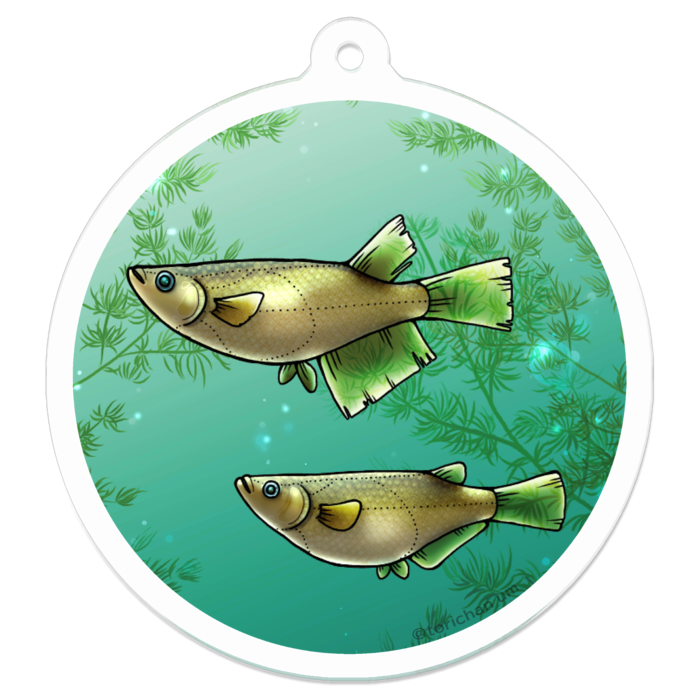 クロメダカ　ー　50 x 50㍉／コーティングなし