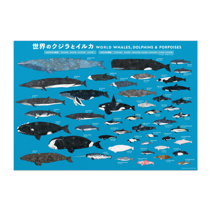 世界のクジラとイルカ ポスター キクチミロbooth Booth