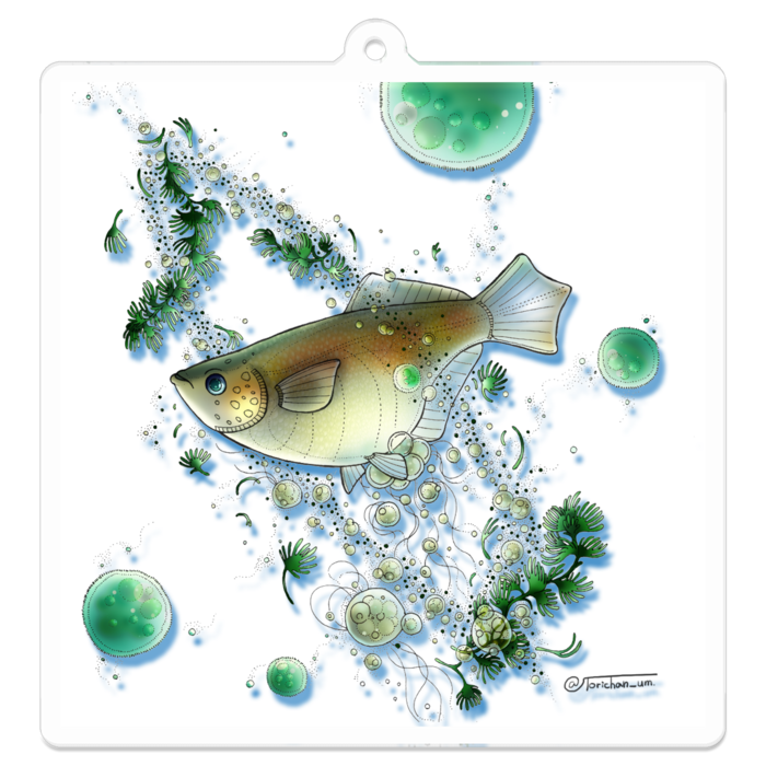 白　ー　70 x 70㍉／コーティングあり