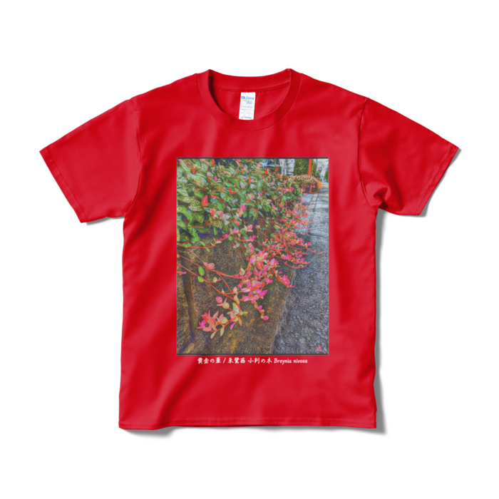 黄金の華 朱鷺茜 小判の木 Breynia nivosa Tシャツ - S - レッド