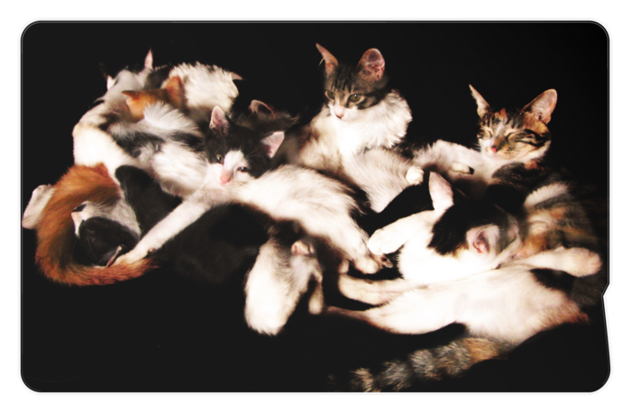 ICカードステッカー - 約85.7x53.9(mm)