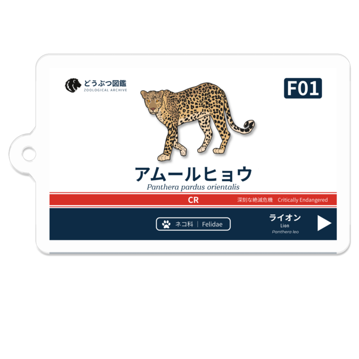 アムールヒョウ