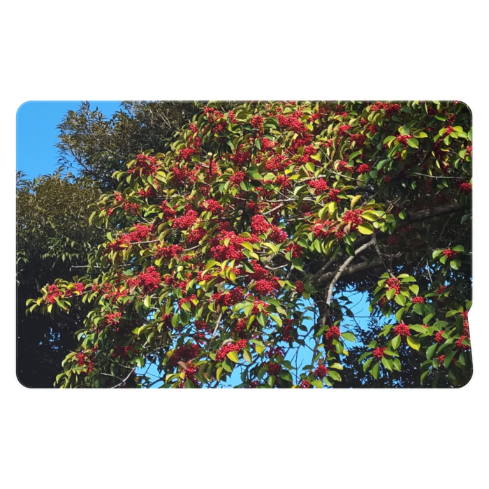 ICカードステッカー - 約85.7x53.9(mm)